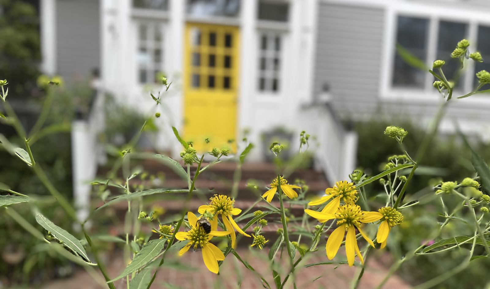 Wingstem in bloom with a bumblebee on one flower, the yellow front door and brick steps behind.